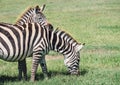 A couple of Grant`s Zebra in the Ngorongoro Crater Conservation Area, Tanzania, East Africa. The Female put the head on the male Royalty Free Stock Photo