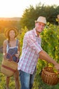 Couple in grape picking at the vineyard