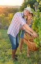 Couple in grape picking at the vineyard