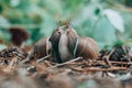 Couple of grape snails on blurred background in summer forest Royalty Free Stock Photo