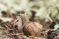 Couple of grape snails on blurred background in summer forest Royalty Free Stock Photo