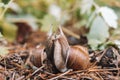 Couple of grape snails on blurred background in summer forest Royalty Free Stock Photo