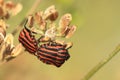 Couple of graphosoma lineatum