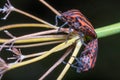 Couple of Graphosoma lineatum mating on a plant