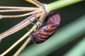 Couple of Graphosoma lineatum mating on a plant