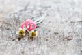 Couple grass flower and pink heart on wood. Royalty Free Stock Photo