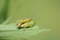 Couple of grasshoper mating