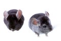 Couple of gray ebonite chinchilla on white. Royalty Free Stock Photo