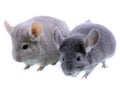 Couple of gray ebonite chinchilla on white. Royalty Free Stock Photo