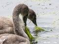 Couple of gray geese foraging on a calm lake Royalty Free Stock Photo