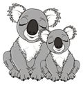 Couple of gray koalas