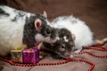 Couple of gray and white rats sit on brown background near New Year present box, beads, kiss each other, symbol of 2020