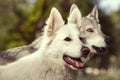 Couple of gray wolfdog and swiss white shepheard - detail