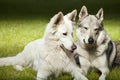 Couple of cute gray wolfdog and swiss white shepheard in spring park