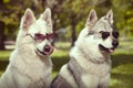 Couple of gray wolfdog and swiss white shepheard with sunglasses in park