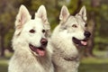 Couple of gray wolfdog and swiss white shepheard in spring park