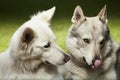Couple of gray wolfdog and swiss white shepheard in spring park