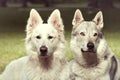 Couple of gray wolfdog and swiss white shepheard in spring park