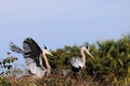 Couple of Great Blue Herons Royalty Free Stock Photo
