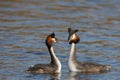 Couple Great Crested Grebe Royalty Free Stock Photo