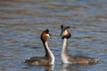 Couple Great Crested Grebe