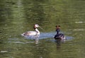 Couple great crested grebe Podiceps cristatus with chick in the lake