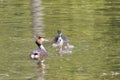 Couple great crested grebe Podiceps cristatus with chick in the lake