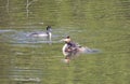 Couple great crested grebe Podiceps cristatus with chick in the lake