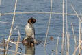 Couple great crested grebe Podiceps cristatus during copulation