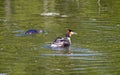 Couple great crested grebe Podiceps cristatus in the lake