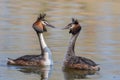 Couple great crested grebe Podiceps cristatus during mating ritual