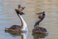 Couple great crested grebe & x28;Podiceps cristatus& x29; during mating ritual in breeding plumage Royalty Free Stock Photo