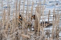 The couple of great crested grebe sitting on eggs in the nest among dry reeds Royalty Free Stock Photo