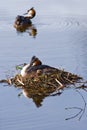 Couple Great crested Grebe