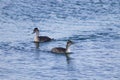 Couple of the great crested grebes Royalty Free Stock Photo