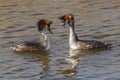 Couple of great crested grebes Royalty Free Stock Photo