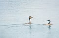 Couple of Great crested grebes podiceps cristatus with small f