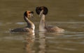 Couple of great crested grebes swimming in the lake Royalty Free Stock Photo