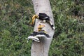 Couple of Great hornbill in nature in thewild