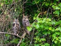 Couple of great horned owls perched on a tree branch with lush green foliage. Royalty Free Stock Photo