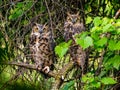 Couple of great horned owls perched on a tree branch with lush green foliage. Royalty Free Stock Photo