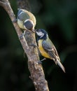 Couple of great tit (Parus major) kissing on a tree