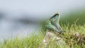 Couple of Green bee-eater, Specie Merops orientalis in Arugam bay lagoon Royalty Free Stock Photo