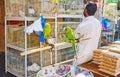 Parrots in Birds Market, Souq Waqid, Doha, Qatar