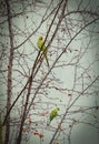 A couple green parrot sitting on branch Royalty Free Stock Photo