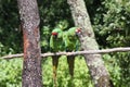 Couple of green parrots Royalty Free Stock Photo