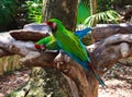 The couple of green parrots macaws in Xcaret park Mexico Royalty Free Stock Photo