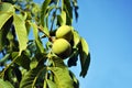 Couple green walnuts and leaves on tree, branch close up on bright blue sunny sky