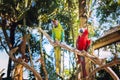 Couple of Green-Winged and Scarlet macaws in nature surrounding, Bali Royalty Free Stock Photo