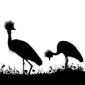 Couple Grey crowned crane, Black crowned crane stands on land with grass and flowers black silhouette isolated on white background Royalty Free Stock Photo
